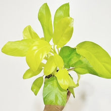  4" Philodendron Lemon Lime