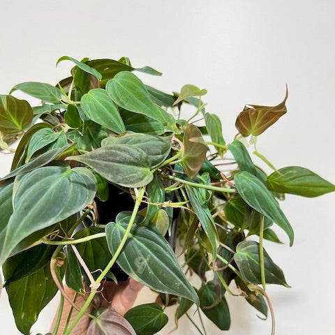 philodendron micans green 4" Philodendron micans – Leaf & Moss