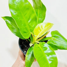  6" Philodendron Moonlight