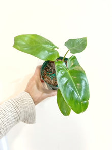  4" Philodendron Paraiso Verde