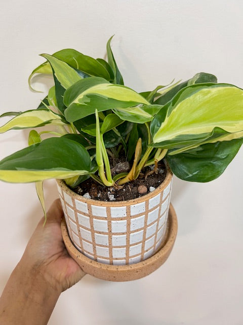 Philodendron Rio in Grid planter