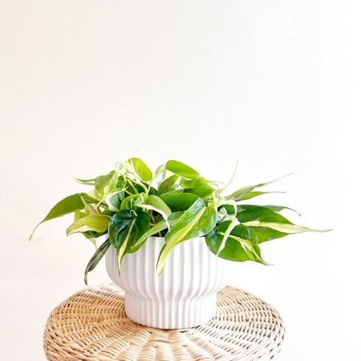 Philodendron Rio in White Round planter