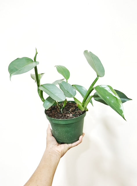 4" Philodendron Silver Sword