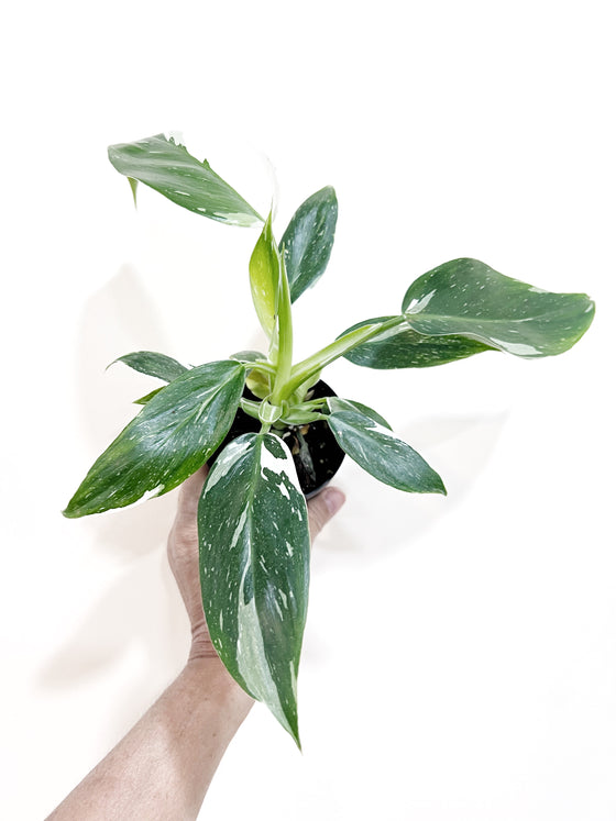 4" Philodendron 'White Wizard'