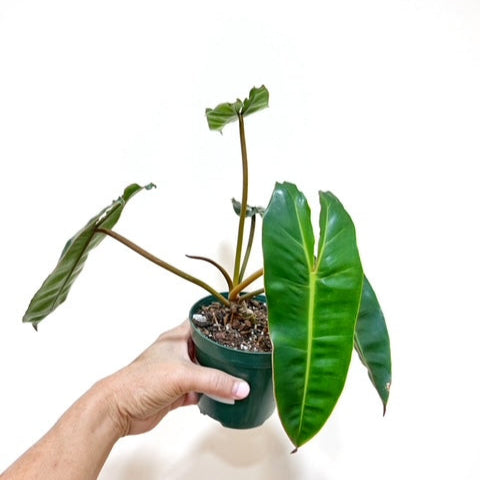 philodendron bill 4" Philodendron Billietiae