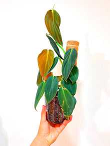  5" Philodendron Gigas with Moss Pole in Clear Pot