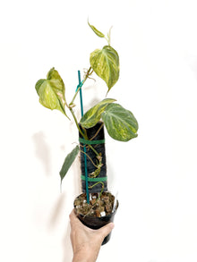  4" Philodendron Mican Yellow Variegated with Prank