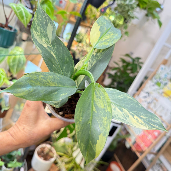 philodendron silver sword soil mix 4" Philodendron Silver Sword Variegated – Leaf & Moss