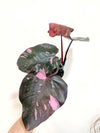 5" Philodendron 'Pink Princess' Marble King