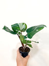 3" Philodendron 'White Knight'