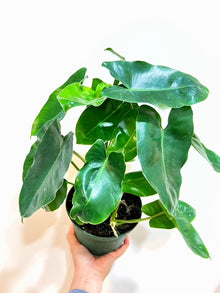  6" Philodendron Burle Marx