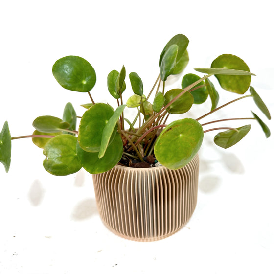 Pileain_Orbis_planter