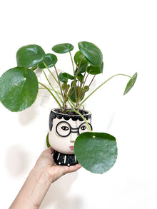 Pilea Pepermoides in Glass Face Planter