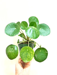  4" Pilea Pepermoides