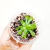 Pinguicula_cyclosecta
