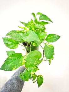  6" Pothos Hawaii