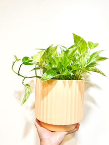  Pothos Marble Queen with Monroe Pot - Sunset: 6.75 inch