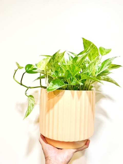 Pothos Marble Queen with Monroe Pot - Sunset: 6.75 inch