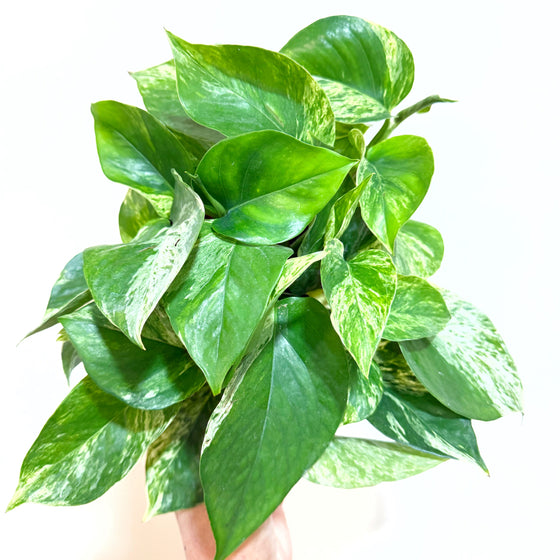 6" Pothos Marble Queen