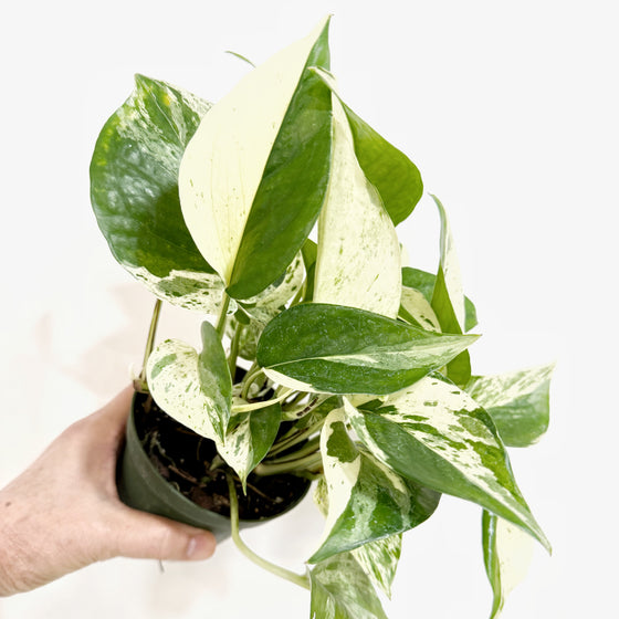 Pothos_Marble_queen