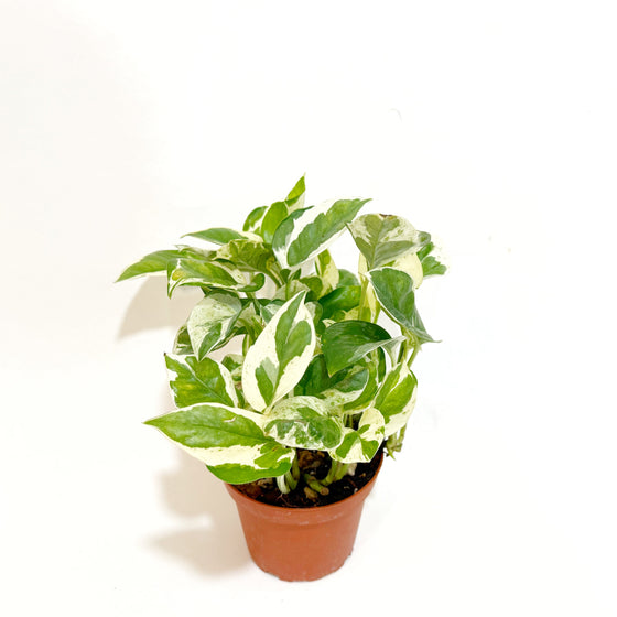 Pothos_n_joy