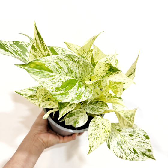 6" Pothos Snow Queen