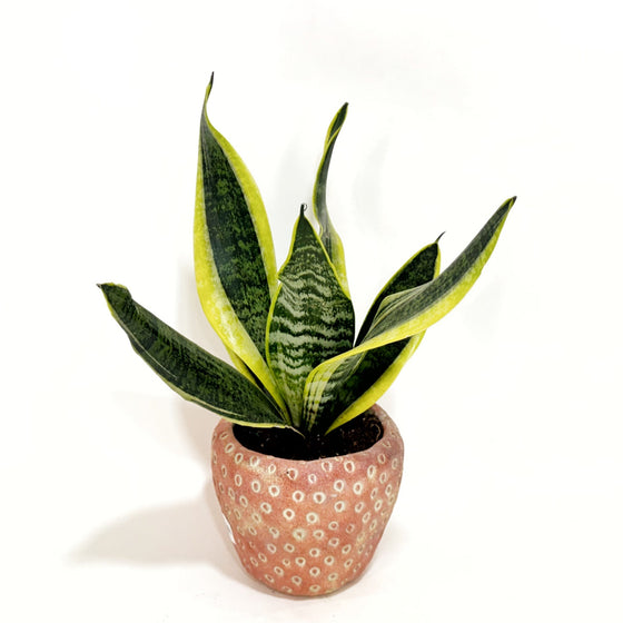Sanseviera_in_strawberry_planter