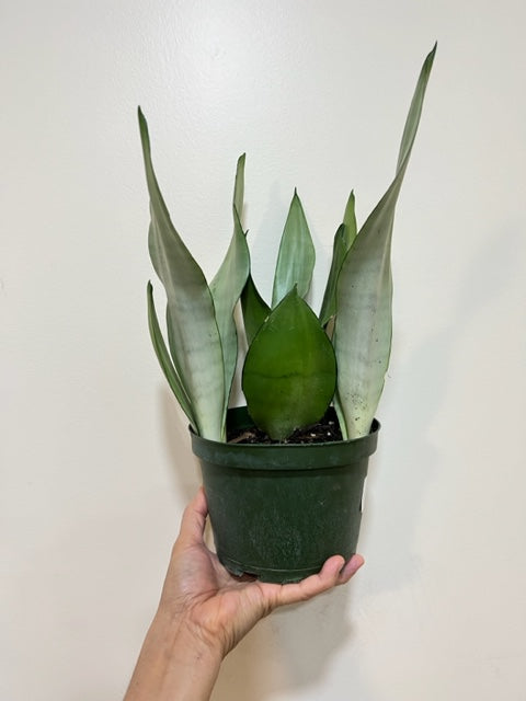 6" Sansevieria Moonshine