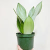 6" Sansevieria Moonshine