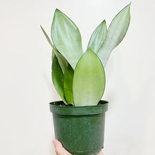  6" Sansevieria Moonshine