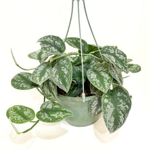  Scindapsis_exotica