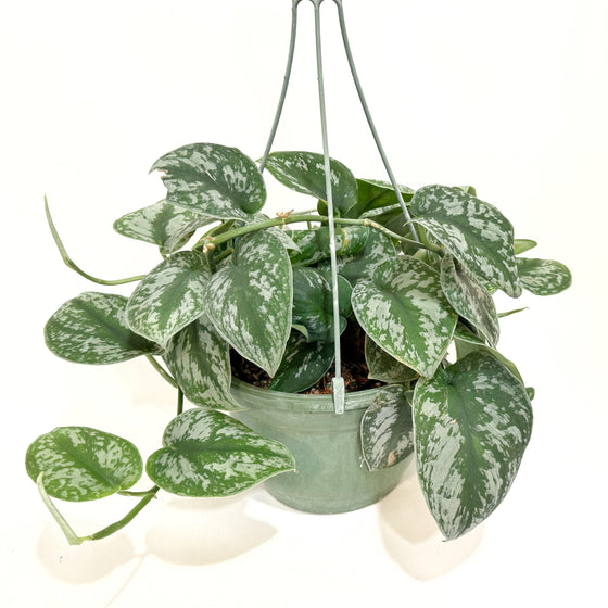 Scindapsis_exotica