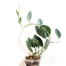  Scindapsus_treibii