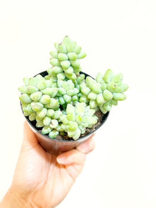  3.5" Sedum 'Burrito'