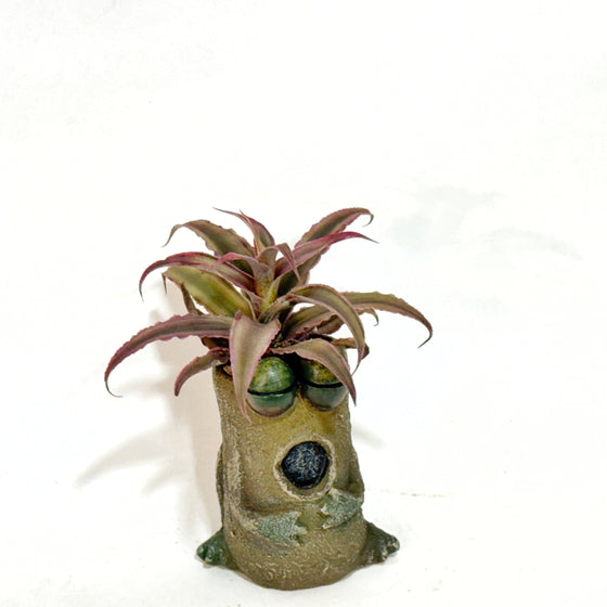 Singing_Frog