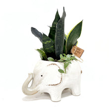  Snake_Plants_Planter