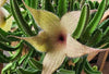 4" Stapelia gigantea "Starfish flower"