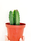 4" Stapelia gigantea "Starfish flower"