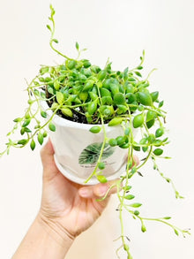  String of Beads in 4" White Green Leaf Motif Ceramic Pot