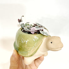  String of Hearts in Turtle Ceramic Planter