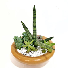  Dish Garden in Tan Bowl