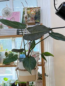  6" Philodendron Summer Glory