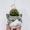 Small Tabby Cat Planter with Sundew Plant