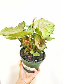  6" Syngonium Plum allusion