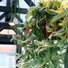 Tradescandia_Flumenensis_Variegata