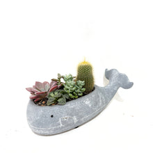  Whale_succulen