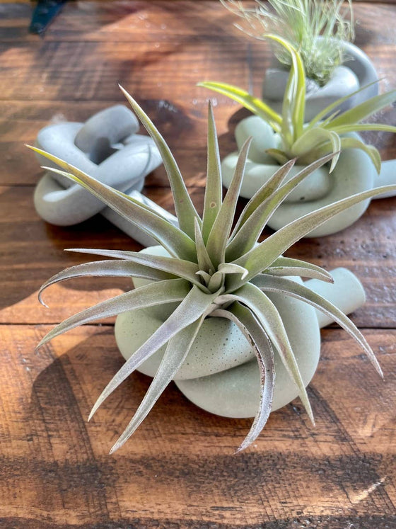 Knot Cement Air Plant Holder: Sage
