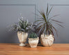 Tulip Shaped Vase-9"H: Medium