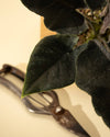 4" Alocasia Chienlii 'Antoro Velvet'