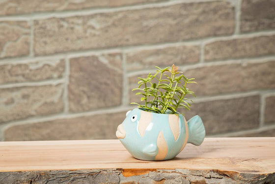 Small Fish Planter-Blue-1.5"D